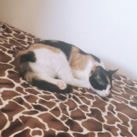 Tekir Kedi, Kedi  Yumoş fotoğrafı