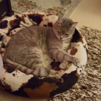 Tekir Kedi, Kedi  paşa fotoğrafı