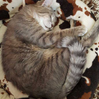 Tekir Kedi, Kedi  paşa fotoğrafı