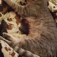 Tekir Kedi, Kedi  paşa fotoğrafı