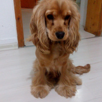 Amerikan Cocker Spaniel, Köpek  Saşa fotoğrafı