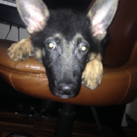Alman Çoban Köpeği, Köpek  Kurt fotoğrafı