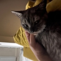 British Shorthair, Kedi  Duman fotoğrafı