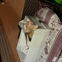Sarman, Kedi  Şeftali fotoğrafı