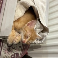 Sarman, Kedi  Şeftali fotoğrafı