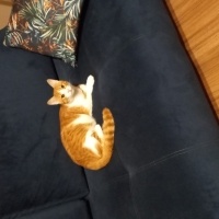Tekir Kedi, Kedi  Minik fotoğrafı