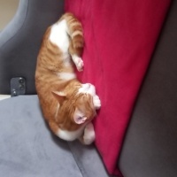 Tekir Kedi, Kedi  Minik fotoğrafı