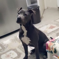 Amerikan Staffordshire Terrier, Köpek  HECTOR fotoğrafı