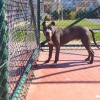 Amerikan Staffordshire Terrier, Köpek  HECTOR fotoğrafı