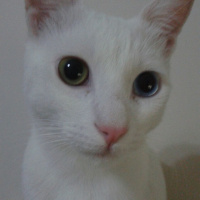 Van Kedisi, Kedi  Bebe fotoğrafı