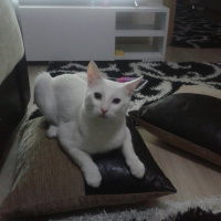 Van Kedisi, Kedi  Bebe fotoğrafı