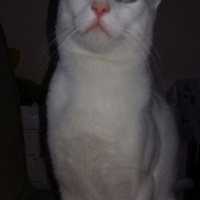 Van Kedisi, Kedi  Bebe fotoğrafı