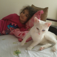 Van Kedisi, Kedi  Bebe fotoğrafı