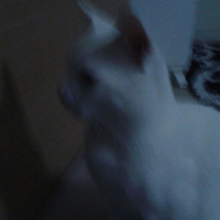 Van Kedisi, Kedi  Bebe fotoğrafı