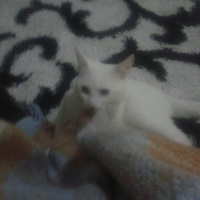 Van Kedisi, Kedi  Bebe fotoğrafı