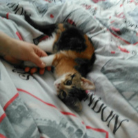 Tekir Kedi, Kedi  Alya fotoğrafı