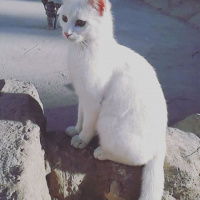 Van Kedisi, Kedi  Pişo fotoğrafı