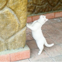 Van Kedisi, Kedi  Pişo fotoğrafı