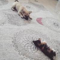 Pekingese, Köpek  Lina fotoğrafı
