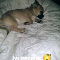 Pekingese, Köpek  Lina fotoğrafı