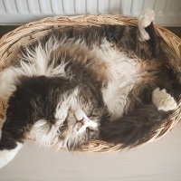 Norwegian Forest, Kedi  Mırmır fotoğrafı