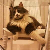 Norwegian Forest, Kedi  Mırmır fotoğrafı