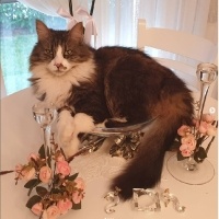 Norwegian Forest, Kedi  Mırmır fotoğrafı