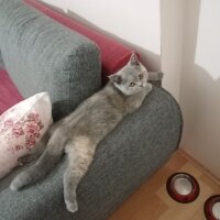 British Shorthair, Kedi  Miya fotoğrafı