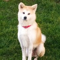 Akita İnu, Köpek  Hera fotoğrafı