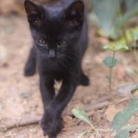 Bombay, Kedi  GECE fotoğrafı