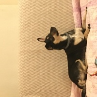 Jack Russell Terrier, Köpek  Diego fotoğrafı