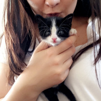 Tekir Kedi, Kedi  Bobo fotoğrafı