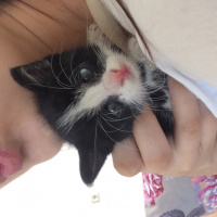 Tekir Kedi, Kedi  Bobo fotoğrafı