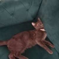 Mavi Rus, Kedi  Duman fotoğrafı
