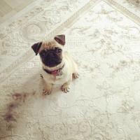 Pug, Köpek  Ateş fotoğrafı