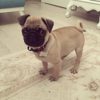 Pug, Köpek  Ateş fotoğrafı