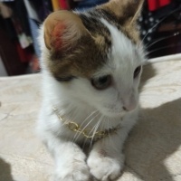 Tekir Kedi, Kedi  Tarçın fotoğrafı