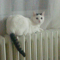 Tekir Kedi, Kedi  pamuk fotoğrafı