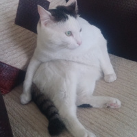 Tekir Kedi, Kedi  pamuk fotoğrafı