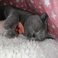 British Shorthair, Kedi  Hera fotoğrafı