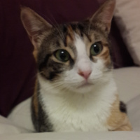 Soke, Kedi  ufaklık fotoğrafı