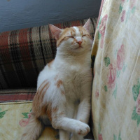 Tekir Kedi, Kedi  Fıstık fotoğrafı