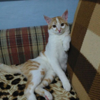 Tekir Kedi, Kedi  Fıstık fotoğrafı