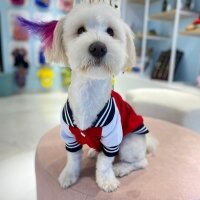 Maltese, Köpek  Lucy fotoğrafı