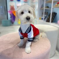 Maltese, Köpek  Lucy fotoğrafı