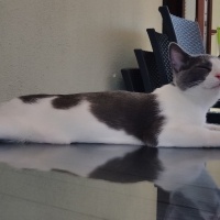 Tekir Kedi, Kedi  Vudi fotoğrafı