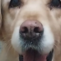 Golden Retriever, Köpek  Çakıl fotoğrafı