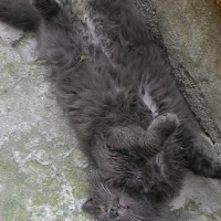 British Shorthair, Kedi  Duman fotoğrafı