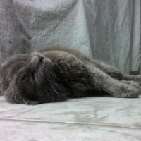 British Shorthair, Kedi  Duman fotoğrafı