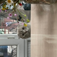 Scottish Fold, Kedi  Luna fotoğrafı